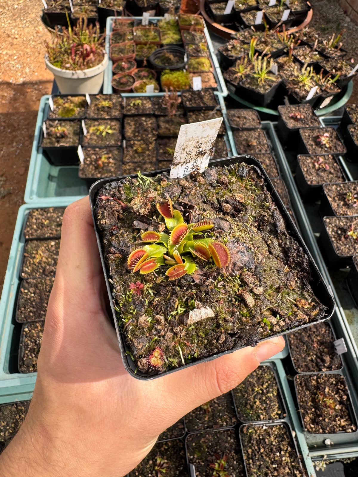 Venus Flytrap "DCXL"