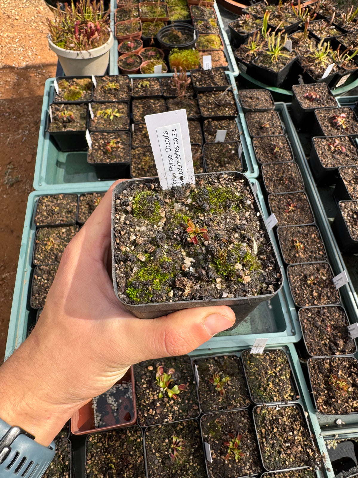 Venus Flytrap "Dracula"
