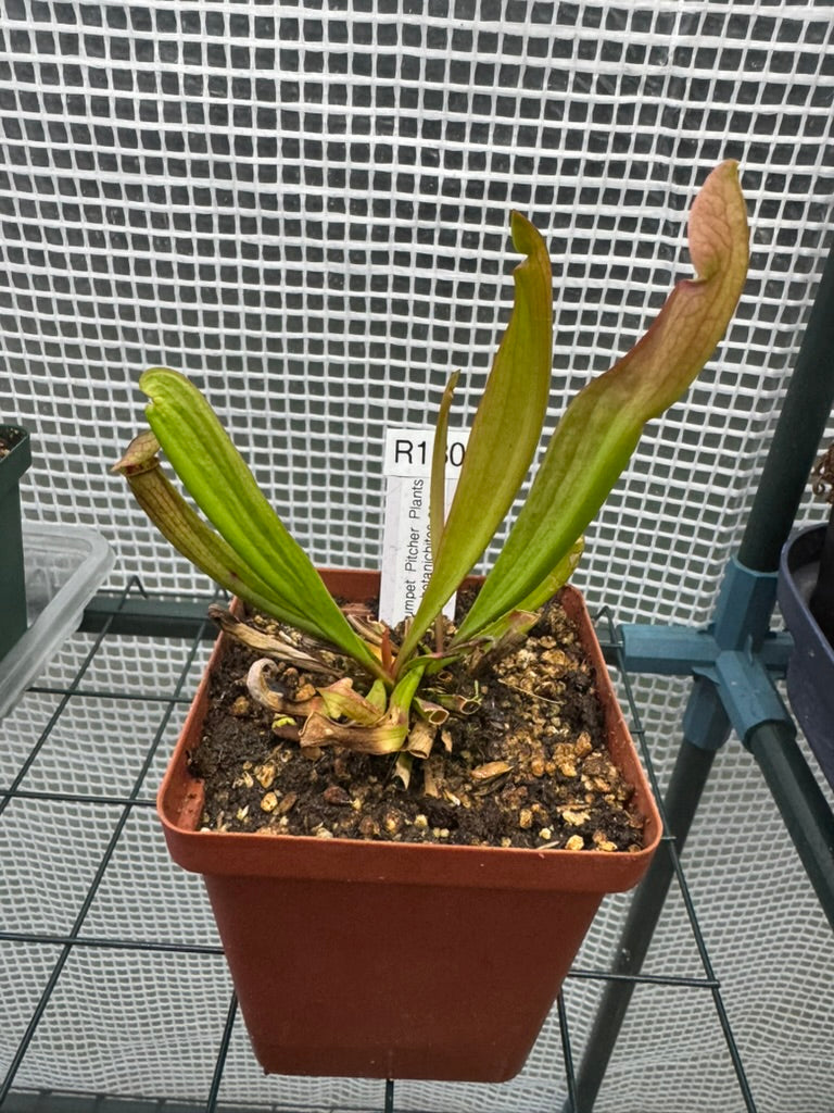 Assorted Trumpet Pitchers