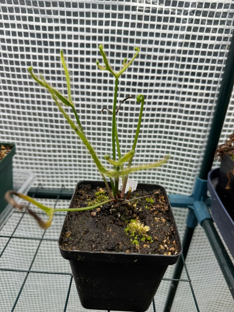 D. Binata var Dichotoma "Extrema"