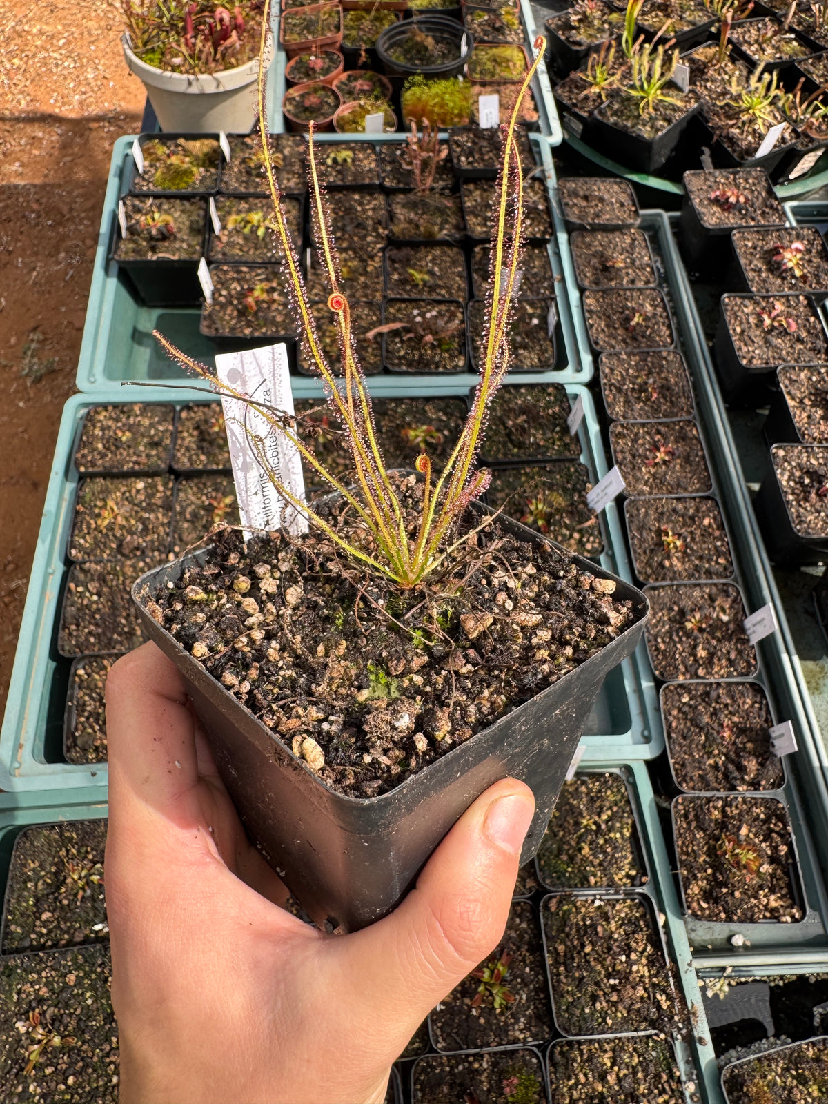 Temperate Sundew-D. Filiformis "Red"