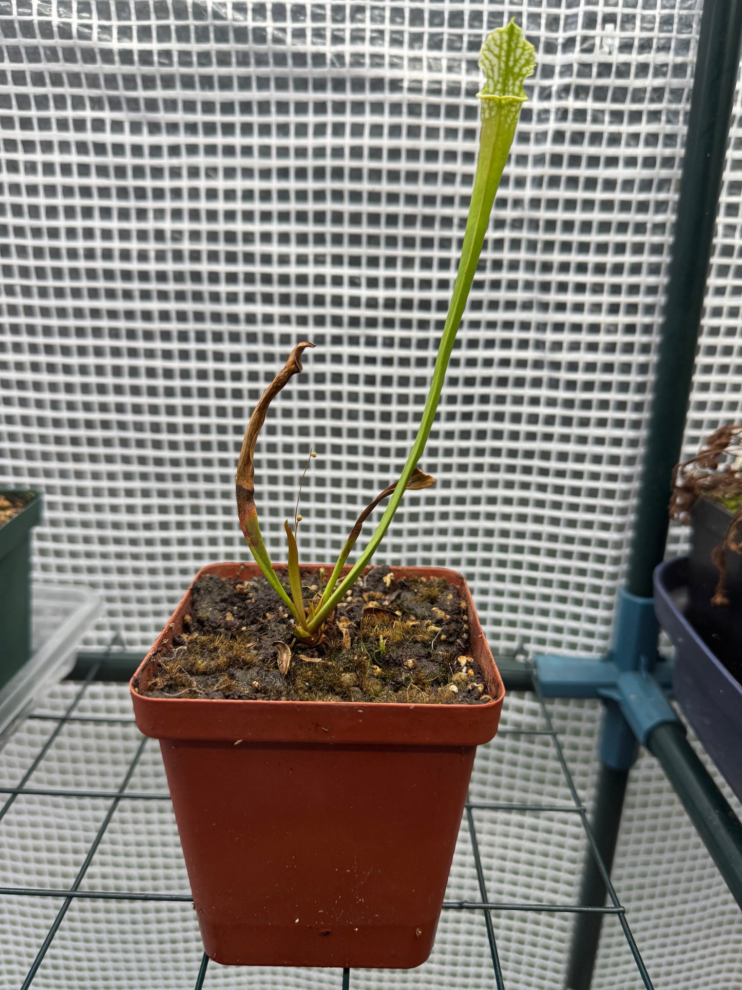 Sarracenia "White Ghost"