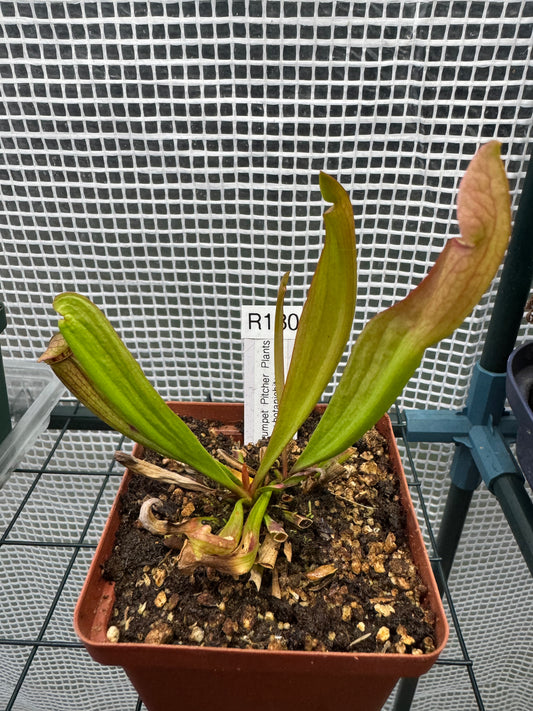 Assorted Trumpet Pitchers