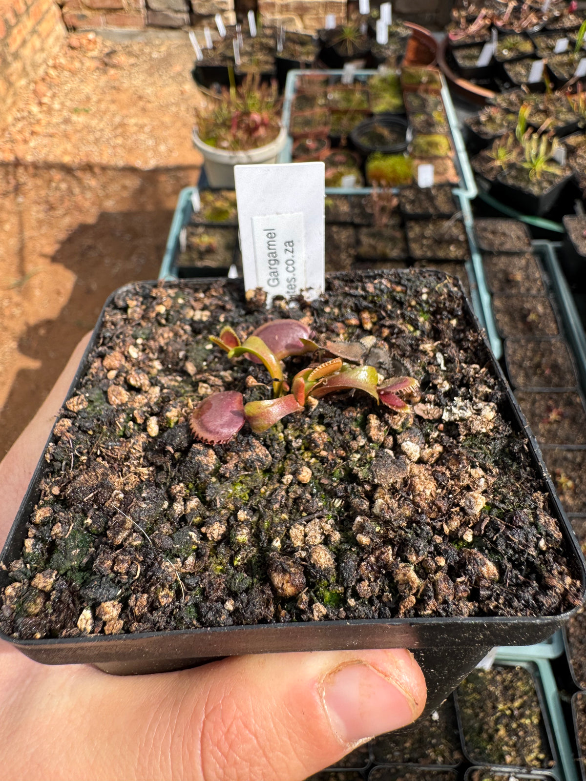 Venus Flytrap "Gargamel"