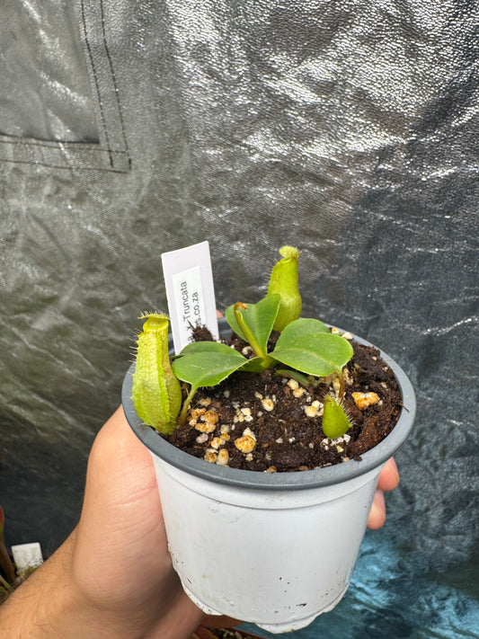 Tropical Pitcher-N. Ventricosa x Truncata - Botanic Bites
