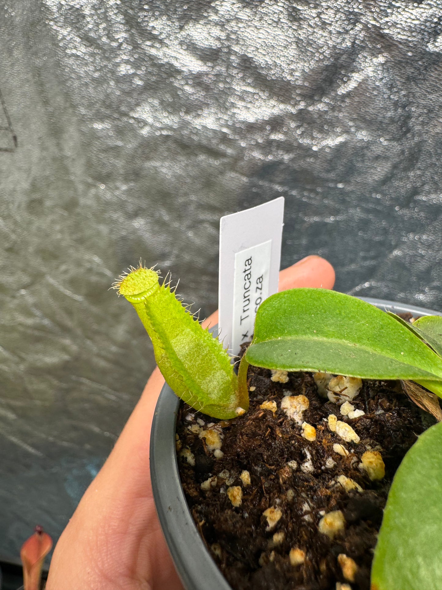Tropical Pitcher-N. Ventricosa x Truncata - Botanic Bites