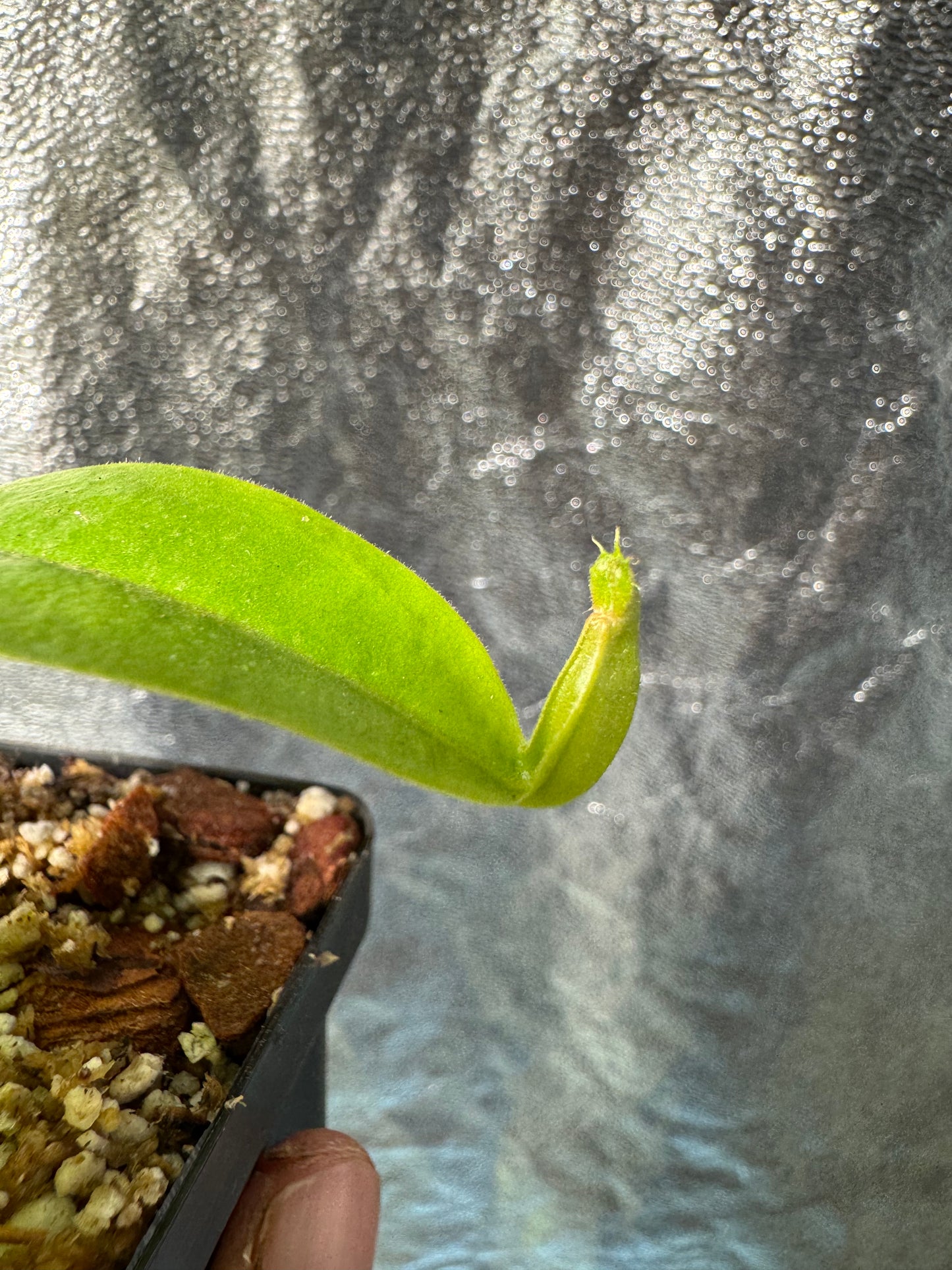 N. Khasiana