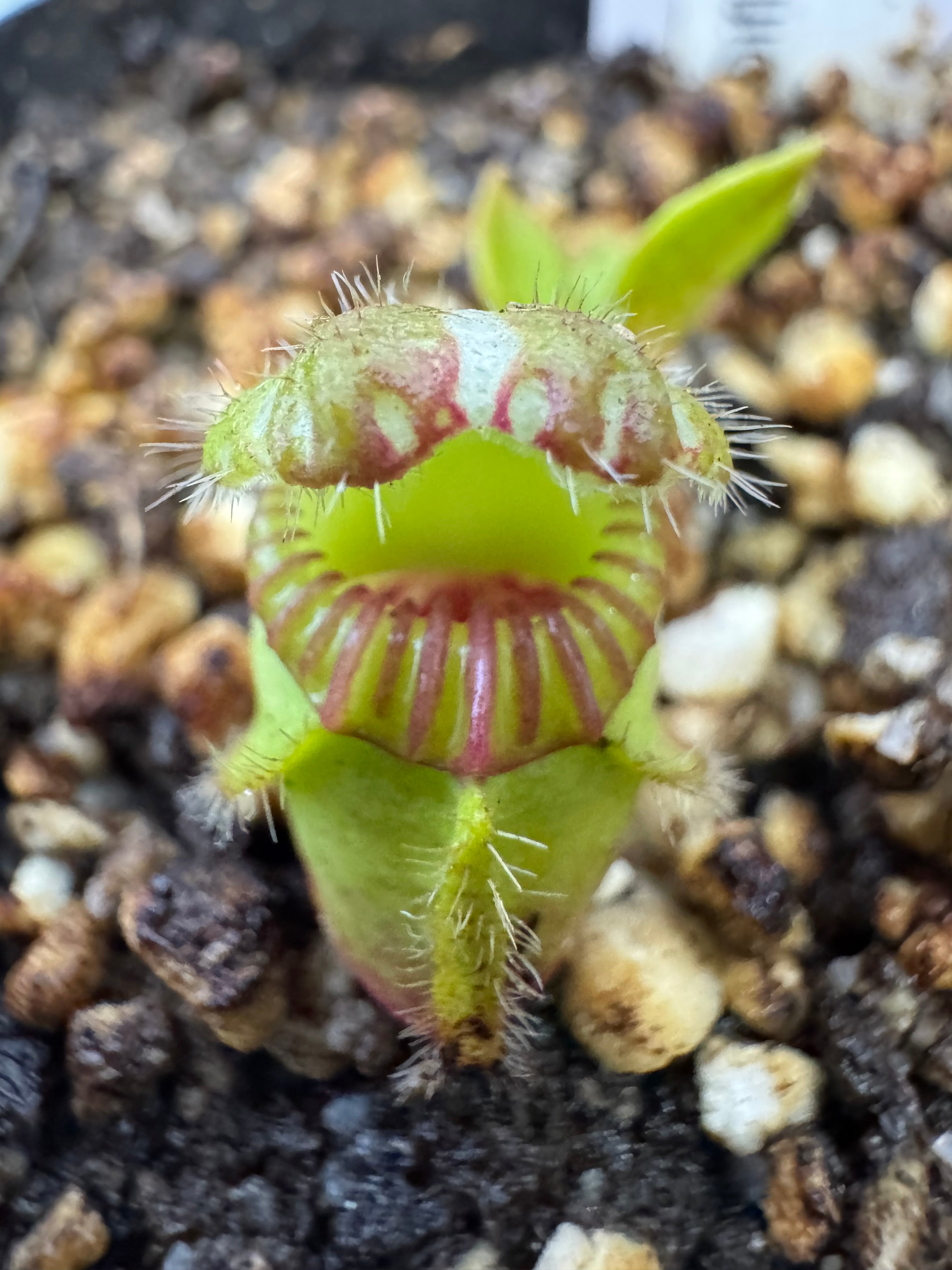 Cephalotus Follicularis 