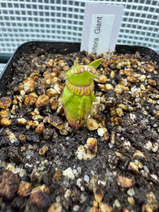 Cephalotus Follicularis "Diflora Giant"