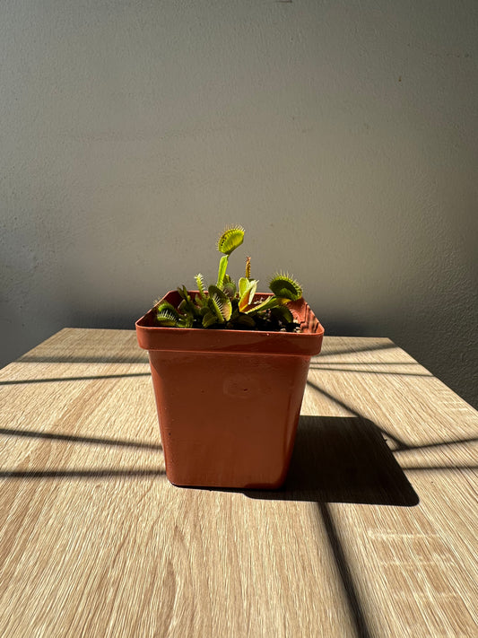 Venus Flytrap "DCXL"