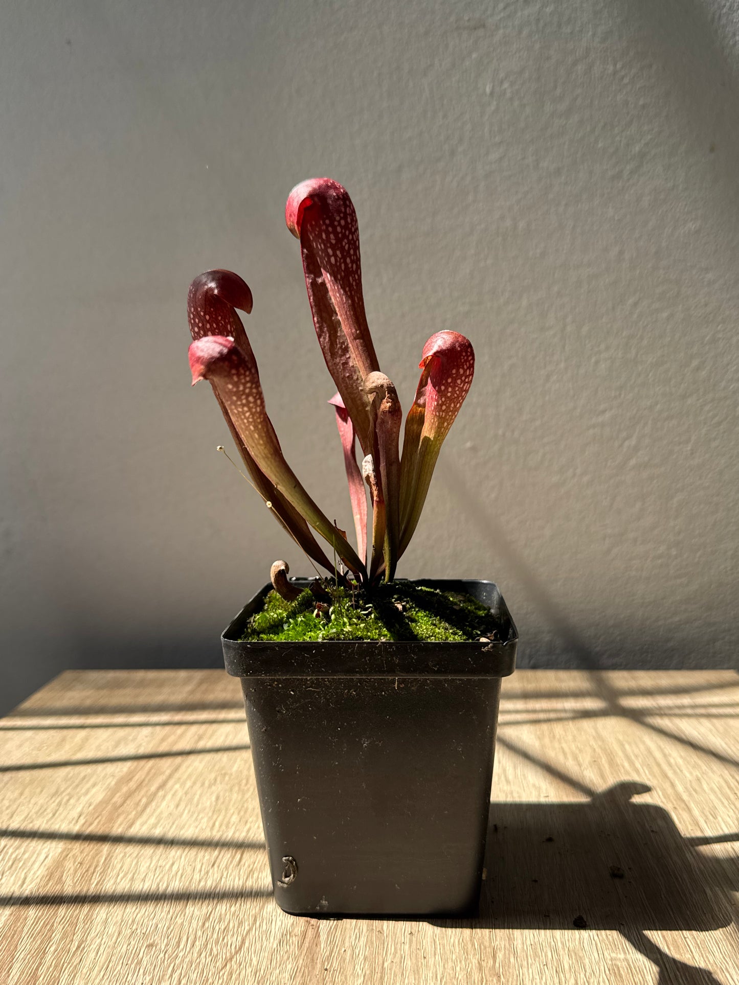 Trumpet Pitcher-S.Voldemort - Botanic Bites