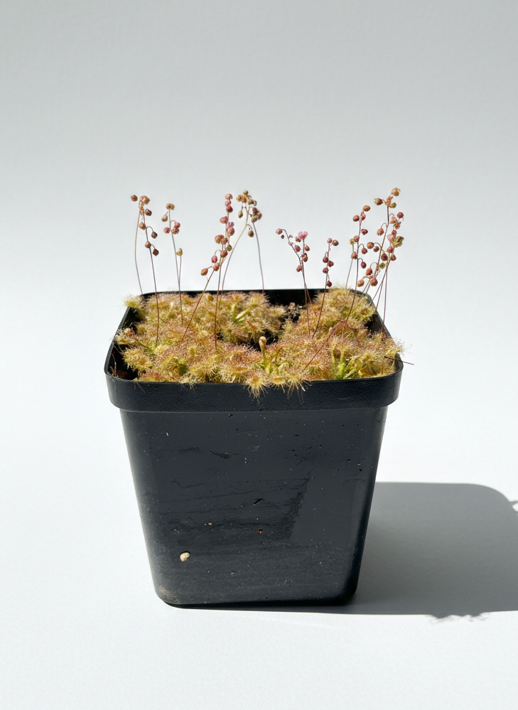 D. Pulchella x Ommissa - Botanic Bites
