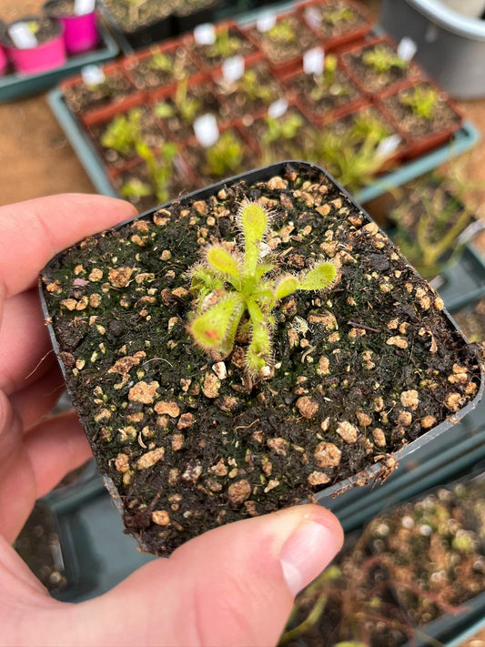 Tropical Sundew-D. Venusta "Alba" - Botanic Bites