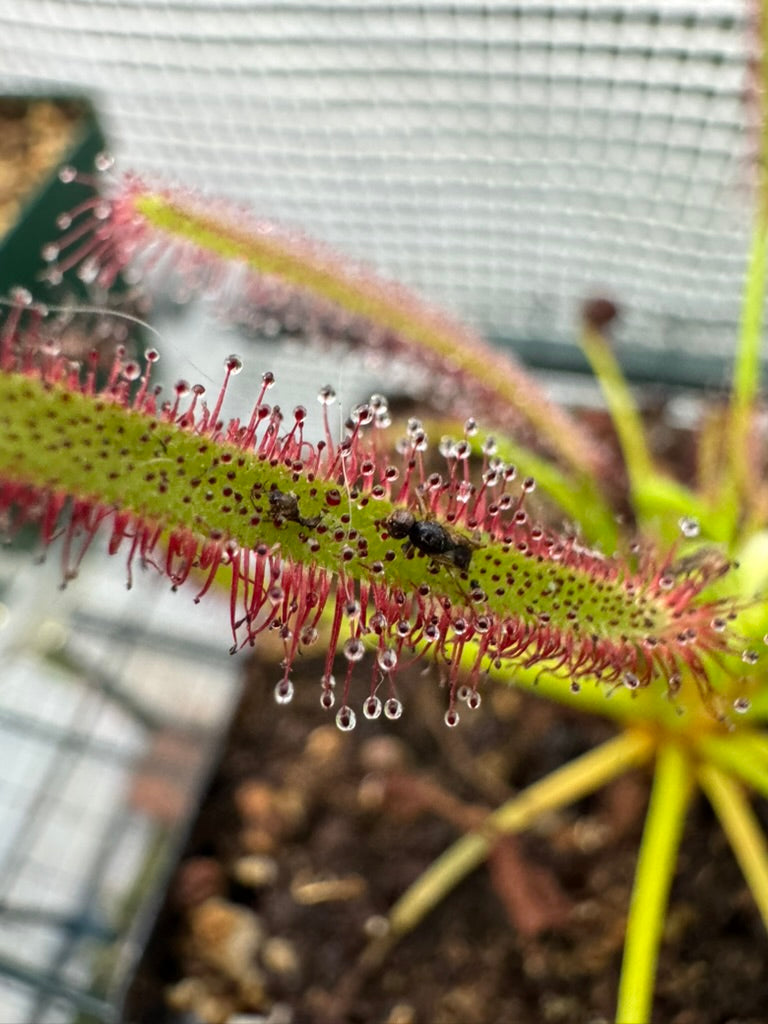 How to Care for Tropical Sundews (Drosera)
