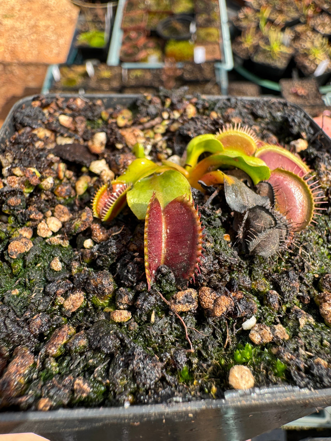 How to Care for a Venus Flytrap (Dionaea muscipula)