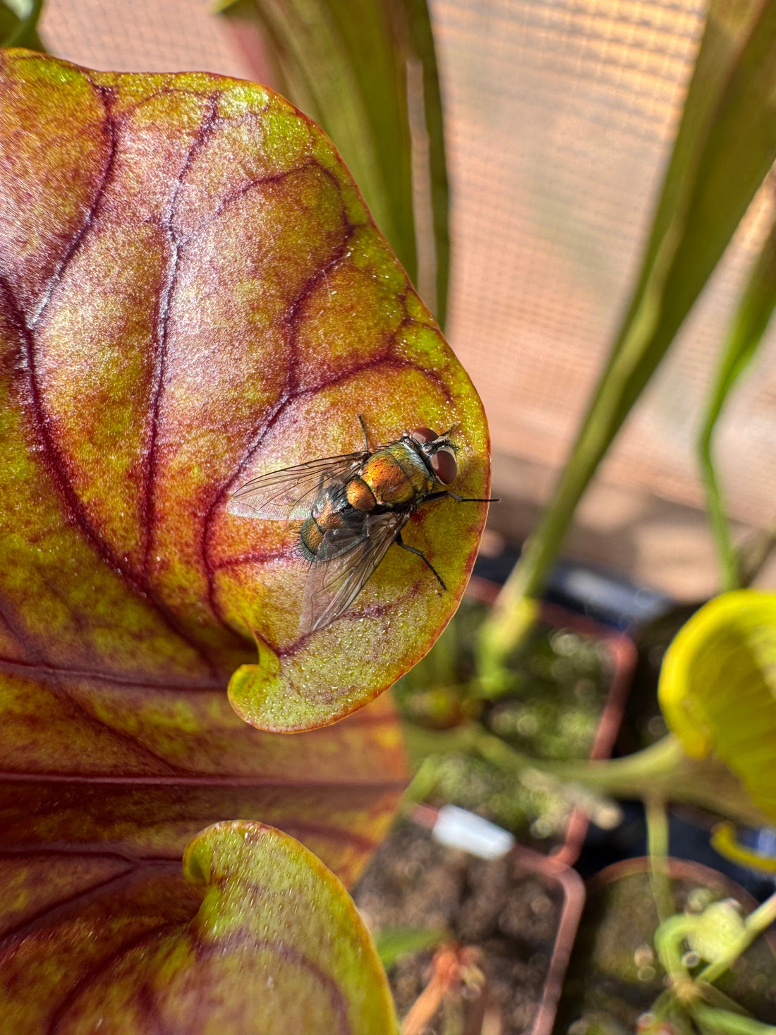 How to Care for Trumpet Pitcher Plants (Sarracenia)