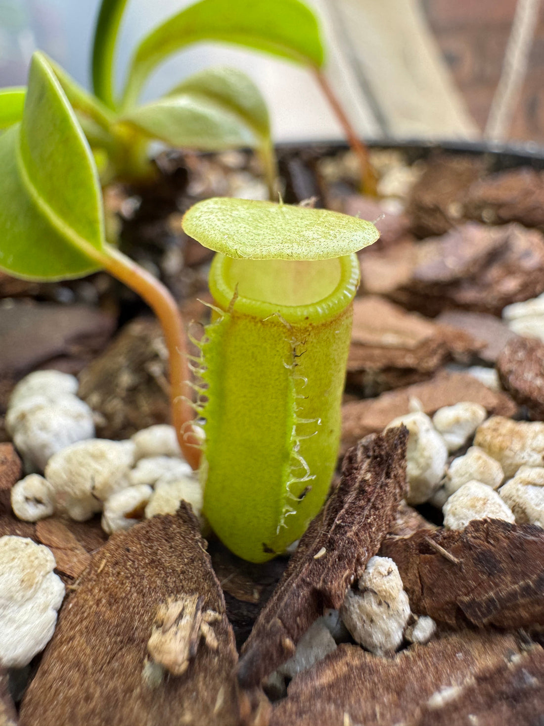 How to Care for Tropical Pitcher Plants (Nepenthes)