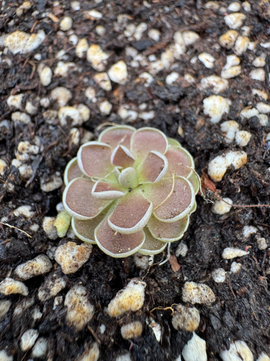How to Care for Butterworts (Pinguicula)
