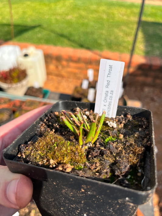 Sarracenia ‘Hybrid 01 x Ornata Red Throat” Medium-Large’