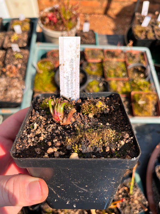 Sarracenia Leucophylla