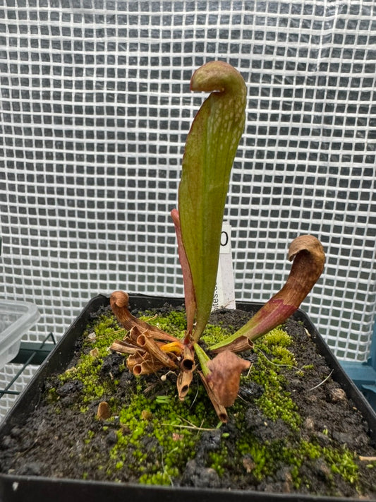 Sarracenia Voldemort