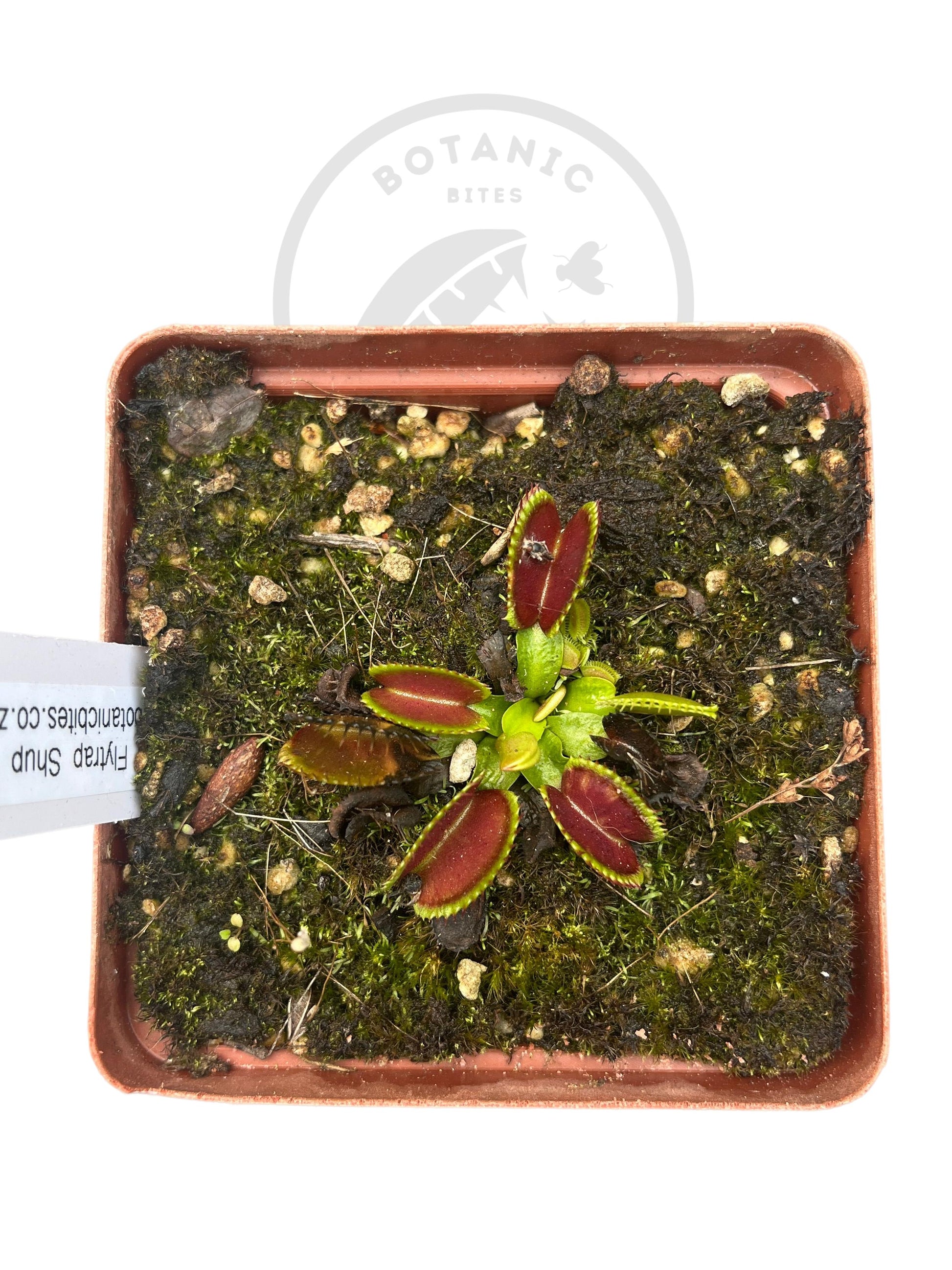 Venus Flytrap "Shup Destruction" - Botanic Bites