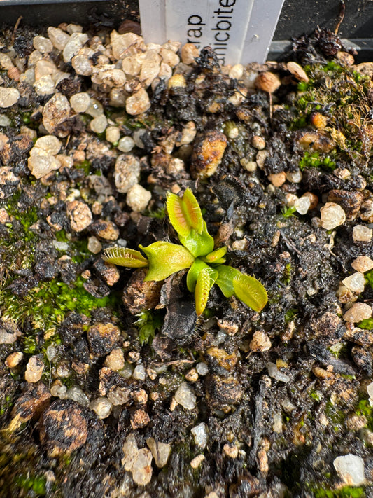 Venus Flytrap "B52 Giant"