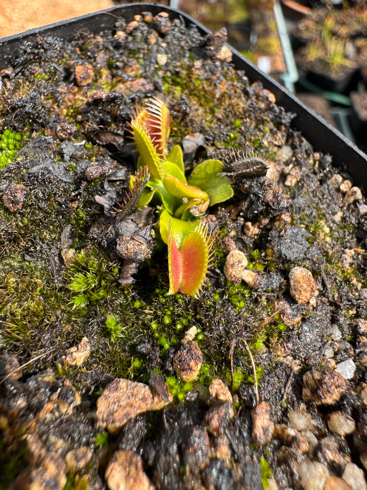 Venus Flytrap "Kronos"