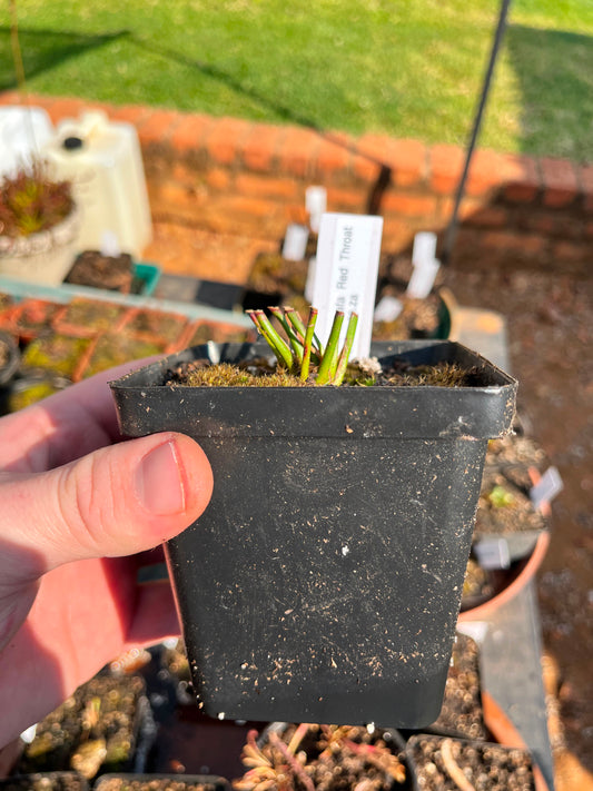 Sarracenia ‘Hybrid 01 x Ornata Red Throat” Medium-Large’