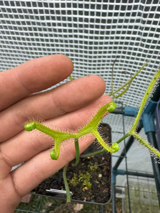 D. Binata var Dichotoma "Extrema"