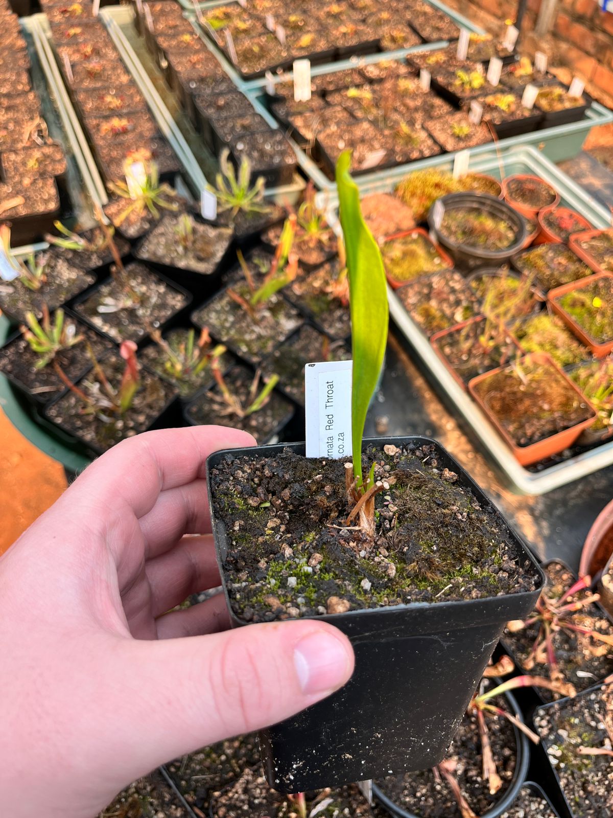Sarracenia ‘Hybrid 01 x Ornata Red Throat” Medium-Large’