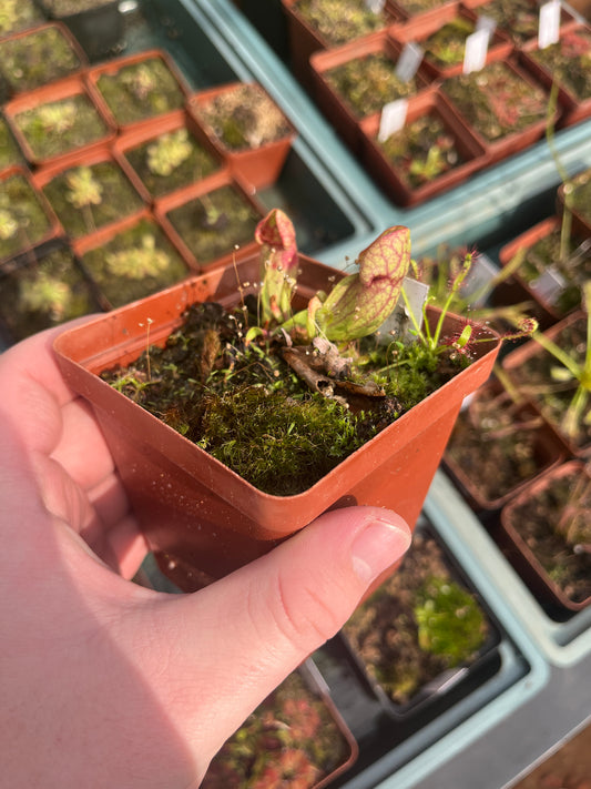 S. Purpurea