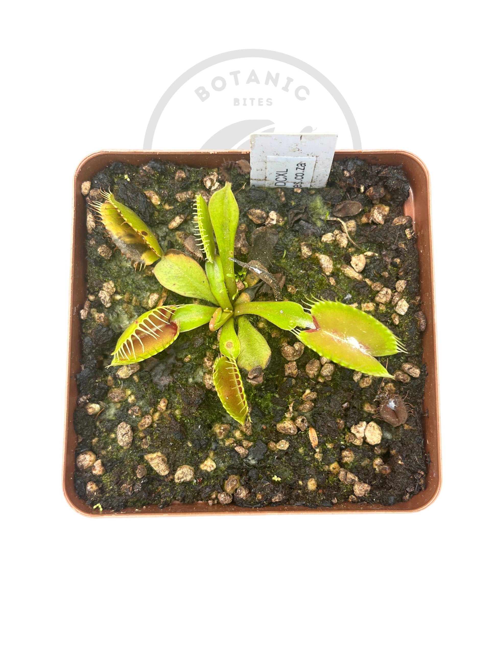 Venus Flytrap "DCXL" - Botanic Bites