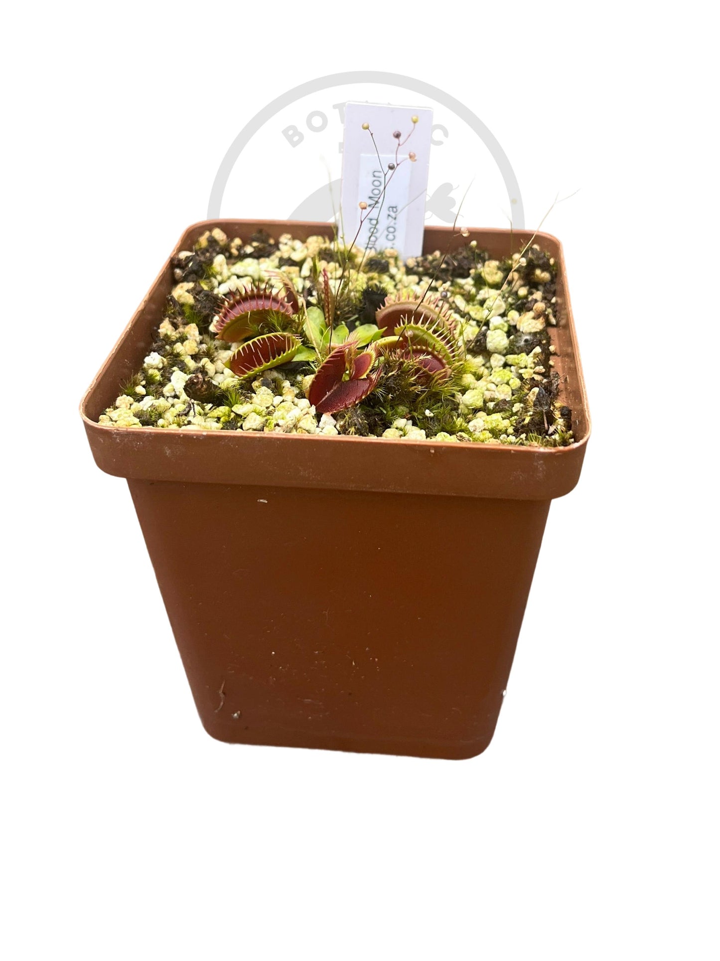 Venus Flytrap "Blood Moon" - Botanic Bites