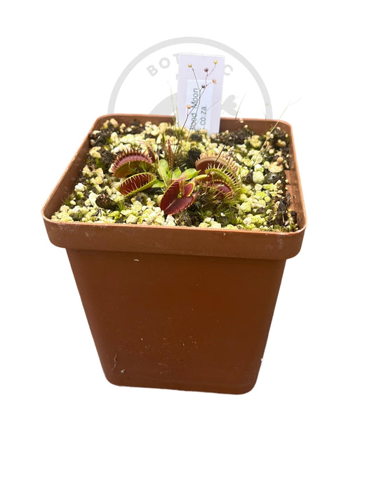 Venus Flytrap "Blood Moon" - Botanic Bites