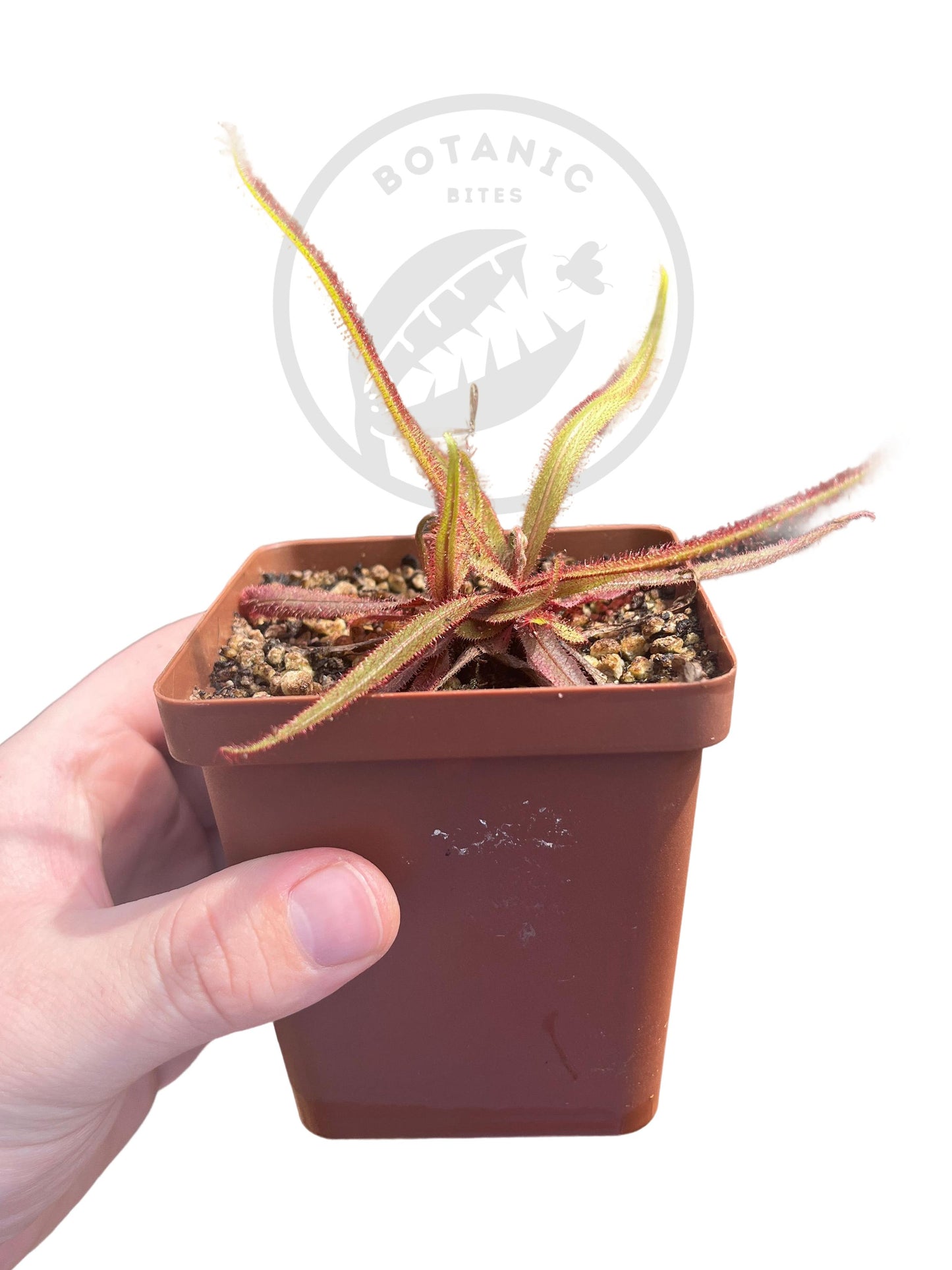Tropical Sundew-D. Adelae - Botanic Bites