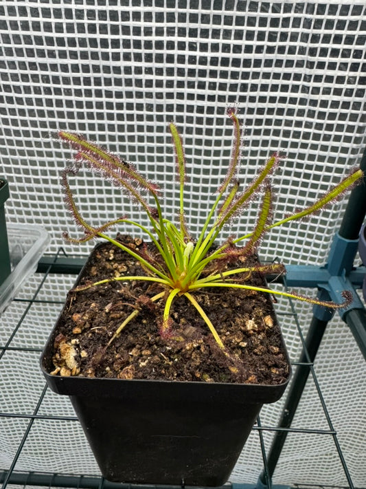 Tropical Sundew-D. Capensis "Typical" - Botanic Bites