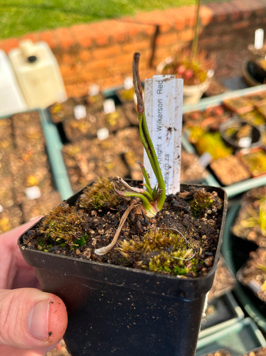 Sarracenia ‘Wilkerson’s White Knight’ × ‘Wilkerson’s Red’ Small