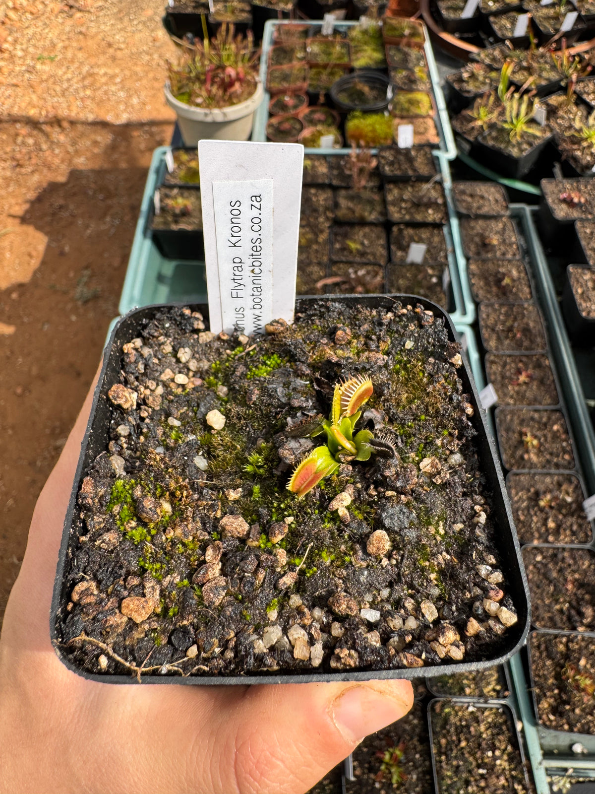 Venus Flytrap "Kronos"