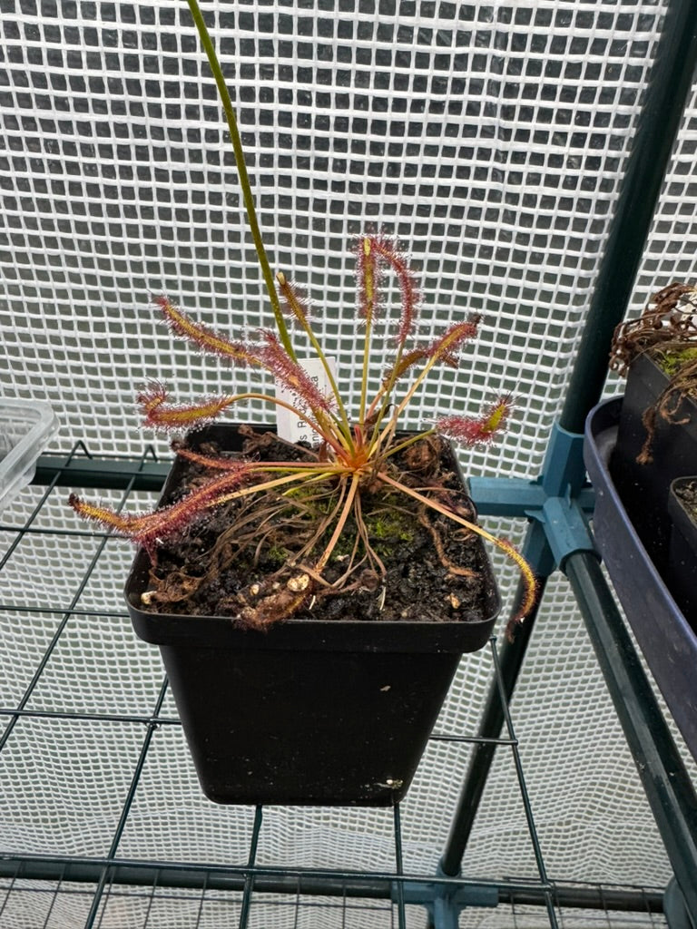 D. Capensis "Red