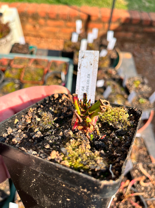 Sarracenia “Sarracenia 64”