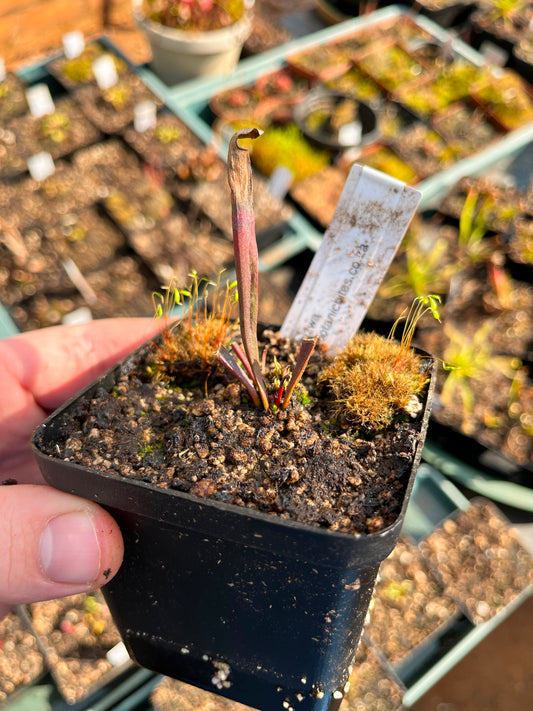 Sarracenia “Cikizwa” Small