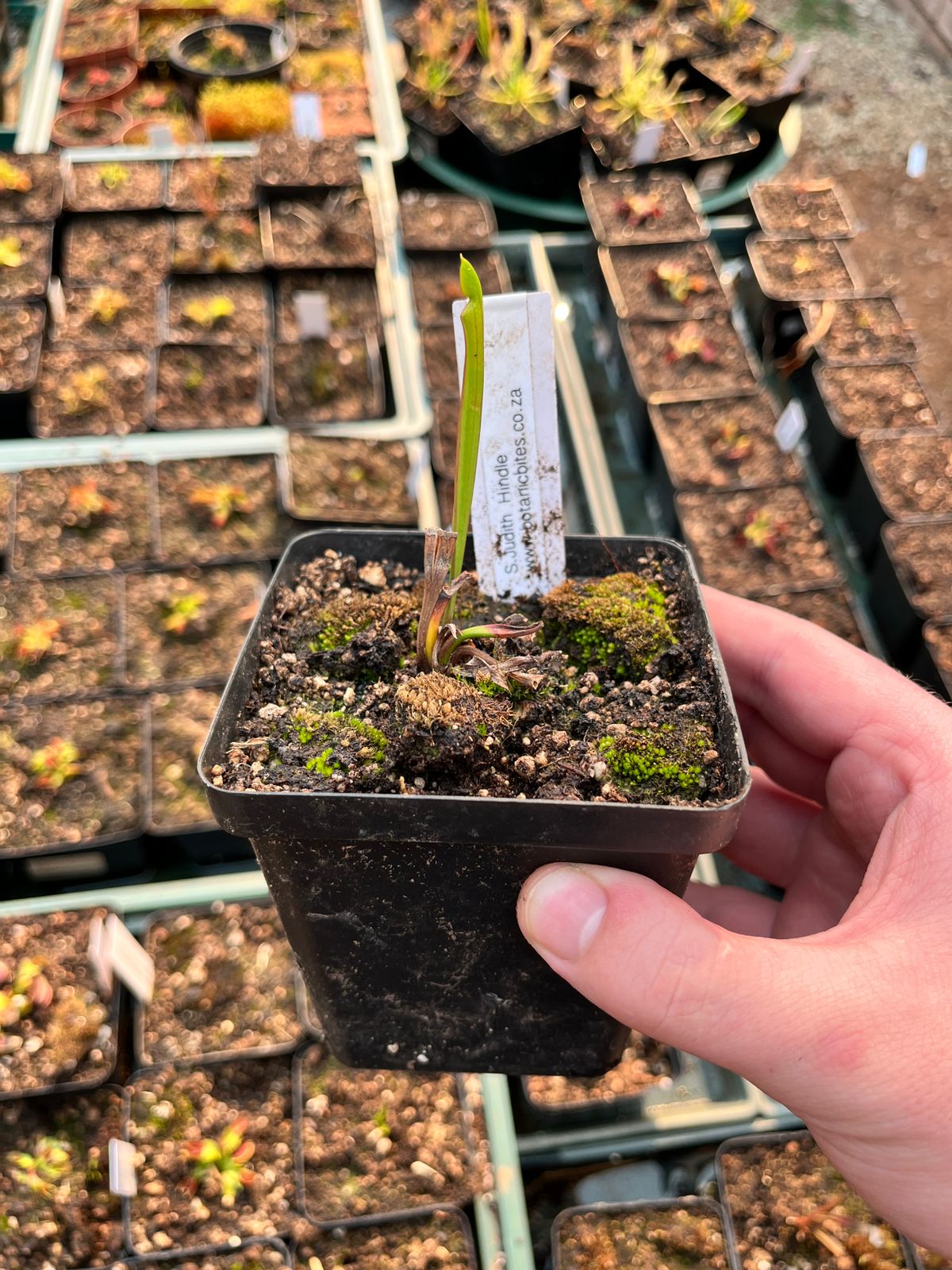 Sarracenia ‘Judith Hindle’ Medium-Large