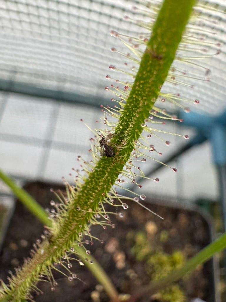 D. Binata var Dichotoma "Extrema"