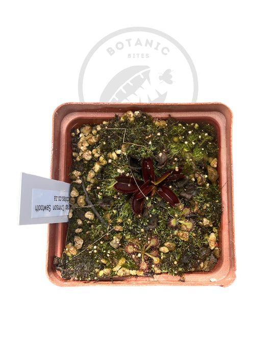 Venus Flytrap "Crimson Sawtooth" - Botanic Bites