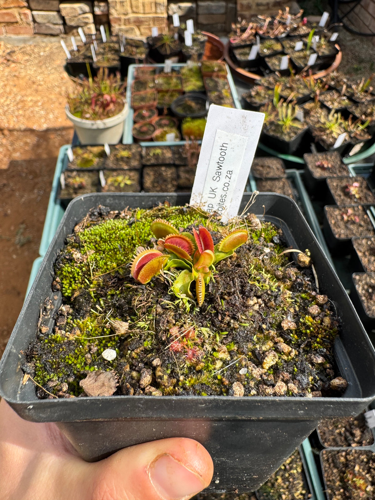 Venus Flytrap "UK Sawtooth"