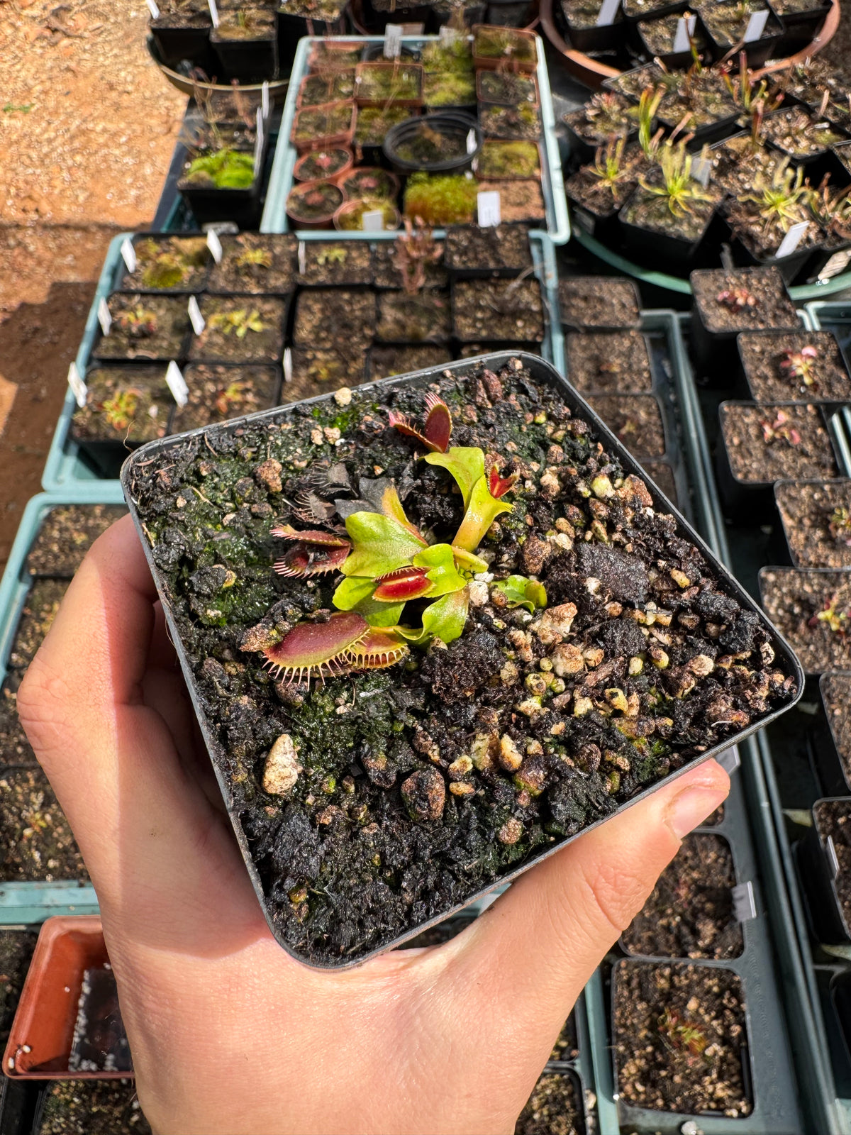 Venus Flytrap "Long Snapper"