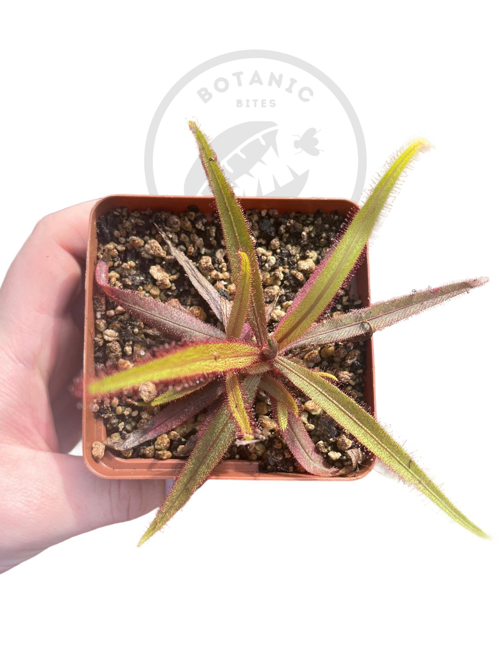 Tropical Sundew-D. Adelae - Botanic Bites