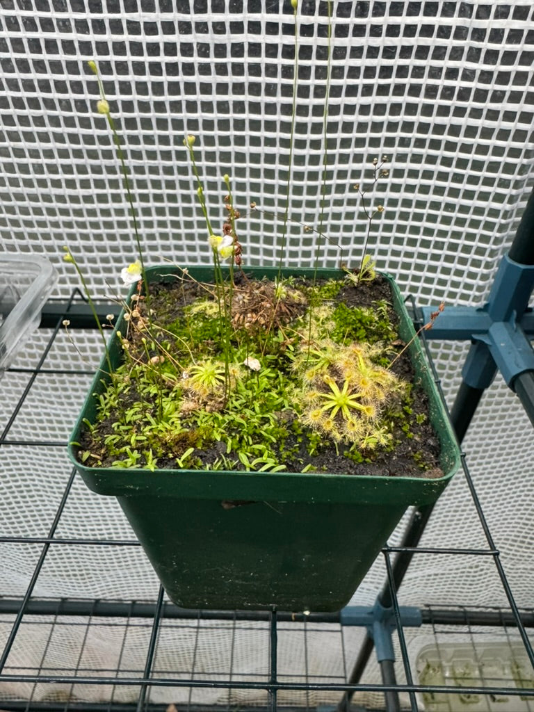 D. Pulchella x Ommissa