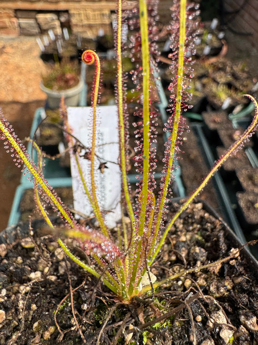Temperate Sundew-D. Filiformis "Red"
